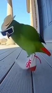 1.5M views · 46K reactions | Ese perico no era, pero cómo baila we? #humor #comedia #perico #parrot #zapateado #reels #parati #zilverk | ZilverkChu | Facebook