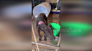 US: Dogs In Cages As Rescuers Shut Down Dogfighting Operation Amid Indiana Heat Wave