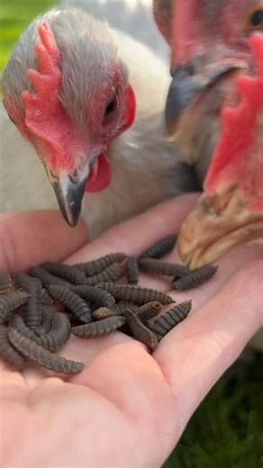 11K views · 186 reactions | The girls LOVE their larvae! I’m so...