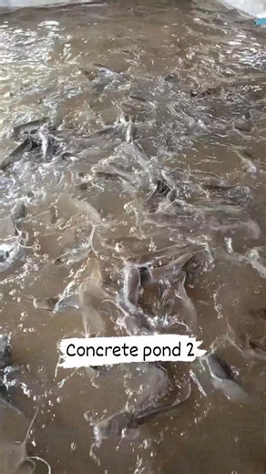 2pm feeding pond 2 #catfish #Hito #fishfarming #reelschallengereelschallenge #followersreelsfypシ゚viralシfypシ゚viralシ #monitizationadsonreels | Boss Mike Palma