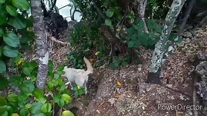 Hacking the divesites. No money 💰 no problem. Divesite: "Cave at San Antonio Island" Puerto Galera Depth: 1 to 6 meter. Level: Beginner Duration: Full day trip. Risks: Boat traffic and currents. Directions: 🐟Walk from Muele to Bamboo beach (1 hour) 🐟 swim across Batangas Channel to San Antonio Island (20 minutes) 🐟 Walk across the island (1hour) Locations: Starting point to cross the Batangas channel: Bamboo Beach https://goo.gl/maps/z8PMLKRAsoB2 Approximate location of the cave: https://goo