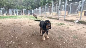 20 reactions | Grau,Fender,Mango,Kalani,Pachu,Victor,Chispa,Bala, Boldo,Birra, Ron, Ricky ,Tutti y Shaggy | Centro canino La Masia | Facebook