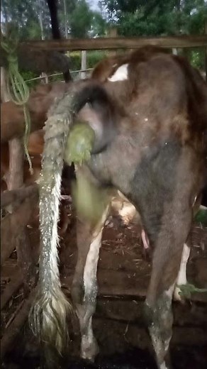 Cow Pooping video #cow #poop #cowmanure #animals #pooptroop #cowpoop #farming #pooping #cowwaste