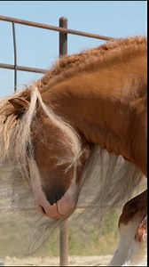 If Fabio Lanzoni was a horse, we’re pretty sure it would be SSFR Dun Playin’ Games ✨ #gypsyvanner #equine #fabio #horsetrainer #horses #equestrian #petlovers #stallion | KR Horsemanship