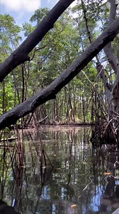 3.8K views · 49 reactions | Deep in the mangrove tunnels of Miami   | Get Up And Go Kayaking | Facebook