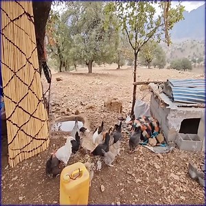 25K views · 478 reactions | Heavy Rain in the Morning has Scared Grandma's Family. | Best Cooking | Facebook