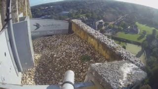 2.7K views · 174 reactions | Check out the latest video update from the Peregrines at Norwich Cathedral! ️ #PeregrinesNorwichCathedral #NorwichCathedral #HawkandOwlTrust | Hawk and Owl Trust | Facebook
