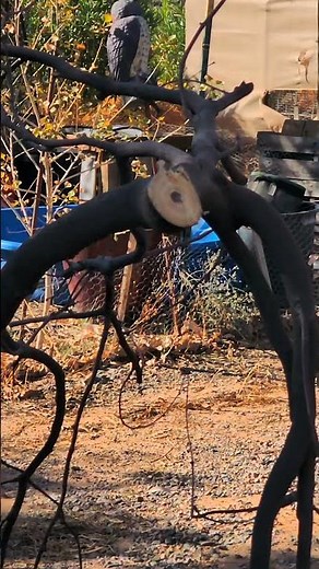 Trimming Our 20+ Year Old Mesquite Tree 🌳