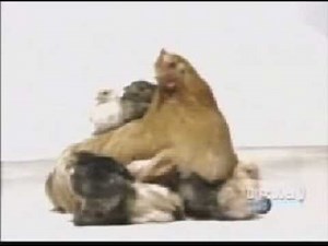 La Vida. Testigo Ocular. Discovery Channel. Documental