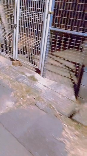 1.8K views · 29 reactions | #アテレコ #アフレコ #おしゃべり好きなペット #柴犬 #面白い犬 | 柴犬スティーブ | Facebook