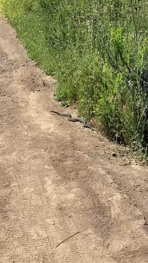 3.9K views · 42 reactions | Slowly but surely crossing the trail at Rancho Sierra Vista today. (Video credit @conejocloset) #conejovalley #santamonicamountains #newburypark #ranchosierravista | Conejo Valley Guide | Facebook