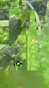 9K views · 113 reactions | Undiscovered waterfalls in Alegria, Cebu!  | Sugbo.ph | Facebook