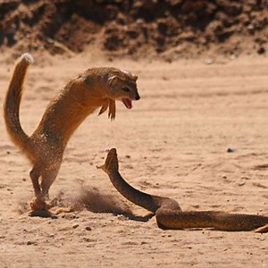 Slender Mongoose Interaction With Puff Adder (Black & White) ►► Watch Full: https://bit.ly/2A4IIuX | Daily Reptile