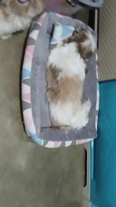 Kanina kahit ilang ulit ko ipanik sa kama ang mama stewart ayaw nya pilit syang nag papababa, tapos jan sya nahihiga sa bed ni kleng kleng kahit anong kulit nila tipy naka higa lang sya dati naman ayaw nya jan kasi nga makulit si tipy at Khloe ngaun naman mas gusto nya jan naka patalikod pa😔 parang ayaw nya nakikita ko na nahihirapan at nasasaktan sya😢 Kahit naman may sakit ka anak ok lang si mama di naman ako napapagod alagaan ka Kumain naman po sya ngaun hapunan kahit dalawang subo ng recove