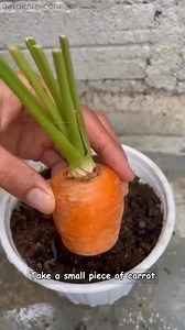 🌹 Propagate rose cuttings easily at home! Have you tried growing roses from cuttings? With just a few small branches, you can create a blooming rose garden! 🌱✨ #orchid #orchids #orchidlover #orquideas #garden #gardeningtips #flor #flores #plantas #plantlover #gardenizi | Garden Lovers