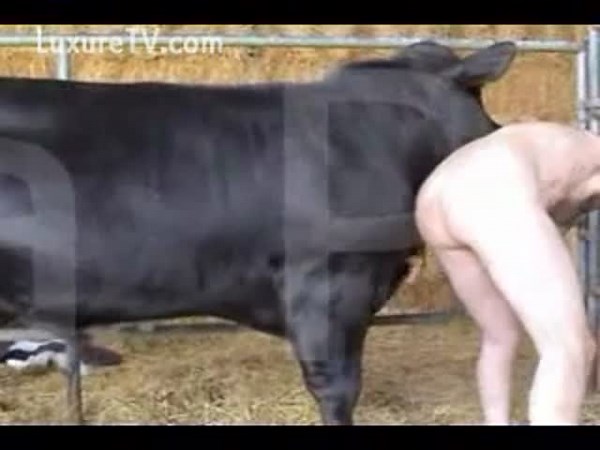The bulls are pleased