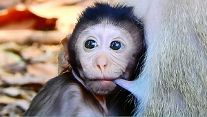 11K views · 981 reactions | Absolutely precious baby Pickles growing fast with plenty milk | Monkey Mister | Facebook