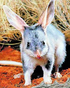 Australienii urasc Iepurasul de Paste