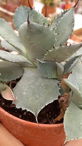 Miren que bonito agave potatorum 🌵🌵🌵🌵🌵🌵🌵🌵🌵🌵🌵🌵 | Vivero Amazonia.