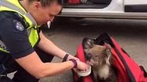 Video. Koala rescued from Australian bushfire