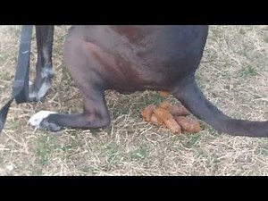 Dogs pooping for the week