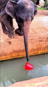 अरे बाप रे दीदी ये हाथी बाल्टी को क्यों अंदर गिरा दी #facts #ytshorts #youtube #youtubeshorts #yt