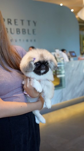 This baby Pekingese is ready to be your next playmate. Want to play? #PrettyBubbleDog #PrettyBubbleMNL #pekingese #pekingesepuppy #pekingeselove #pekingeseofinstagram #pekingeselover #dogsofinstagram #puppy #pet #puppylove #Petlovers #reels | Pretty Bubble Dog