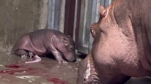 Cincinnati Zoo’s Fiona becomes big sister to new baby hippo