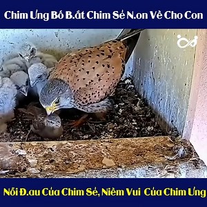 26K views · 102 reactions | Chim Ưng Bắt Chim Sẻ Về Nuôi Con Bữa Ăn Cảm Động Của Đàn Chim | Ngay mai roi se den | Facebook