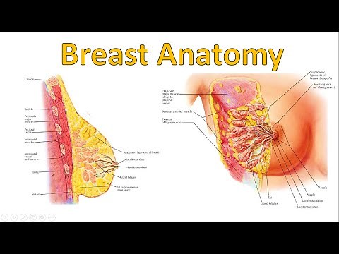 1. Anatomy Of The Breast