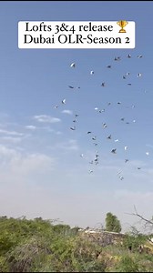 1.6K views · 53 reactions | We invite fanciers worldwide to share...