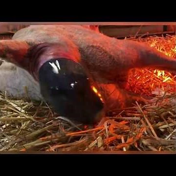 Birthing of a Baby Goat in ONE MINUTE | Kidding Angora Goats | Eureka! Mohair Farm