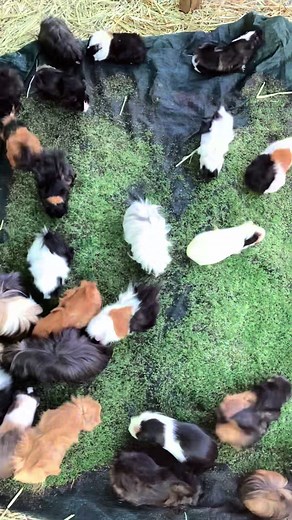 Chia Sprouts: A Special Treat for My Guinea Pigs