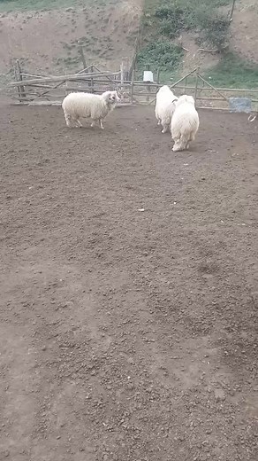Sheep Interactions in Outdoor Enclosure