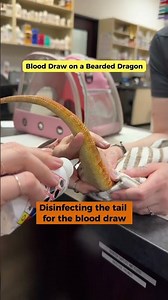Blood Draw on a Bearded Dragon 🦎