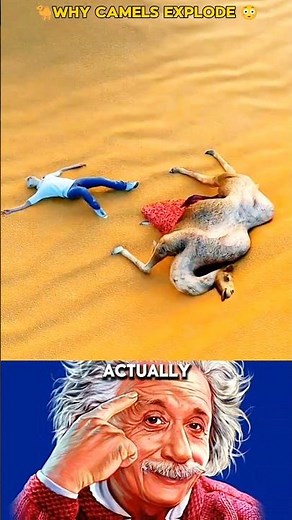 Why Camels Explode 😳🐪 #desertlife #weirdfacts