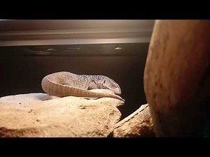 Savannah Monitor care basics