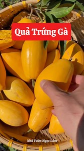 Quả Lê Trứng Gà hay còn gọi là Lê KiMa xưa thì có nhiều chứ nay tìm được quả này cũng khó lắm đấy ạ☺️ #nhavuonngoclam #cayanqua #qualekima | Cây Giống Độc Lạ NGỌC LÂM - 092 391 6866
