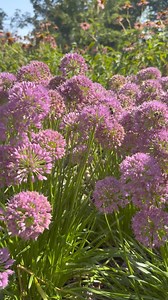 The Grand Garden is buzzing with activity! This gorgeous millenium ornamental onion produces an abundance of flowers so it can serve many pollinators simultaneously. #grandgarden #pollinators #bees #mortonarboretum | The Morton Arboretum
