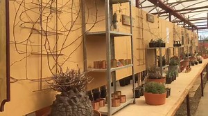 1.7K views · 115 reactions | Our cactus collection that you can take home  | Cactus Country | Facebook