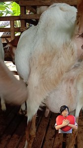 Here are some common signs that a mother goat is about to give birth👍🐐💔 Physical Signs 1. *Restlessness*: The mother goat may become restless, pacing back and forth, and seeming uncomfortable. 2. *Discharge*: A thick, stringy discharge may appear from the vulva, which can be clear, white, or slightly bloody. 3. *Udder changes*: The udder may become swollen, firm, and tender to the touch. 4. *Teat changes*: The teats may become enlarged and may start to leak milk. 5. *Relaxation of the pelvic 