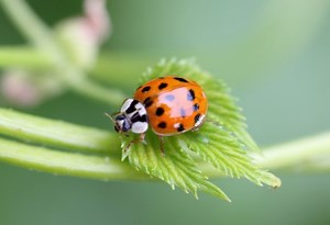 How to Get Rid of Asian Lady Beetles: A Complete Guide - Pest Samurai