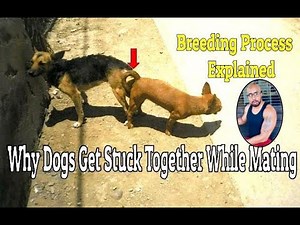 Why Do Dogs Get Stuck Together While Mating? Breeding Process Explained
