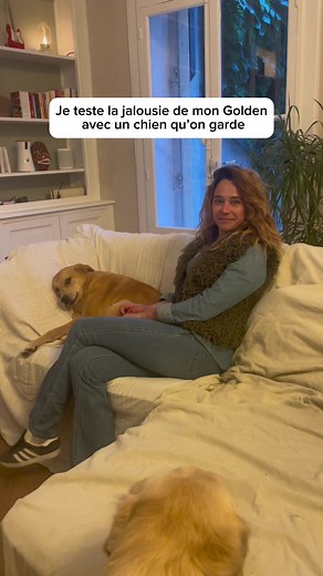 Le gros jaloux 😂 #chiensurtiktok #humourchien #goldenretriever #jalousie