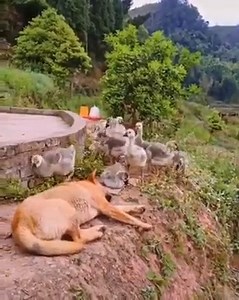 7K views · 77 reactions | MelodySound on Reels | Facebook