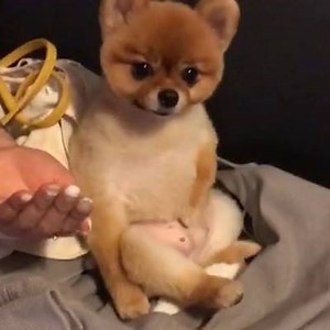 #촬영장뒷이야기 #푸우 _ Jello the Pooh Tummy Rumble _ 맘마 많이 먹었더니 배가 좀 나온 거 같아요 좀 더 먹어도 되려나? 🐻 _ 사진 촬영 대기하며 소파에 기대어 맘마먹고 배짤 마사지 #이모삼촌들이구경중 #젤로잠버릇 #배만져주세요 | Hello Jello