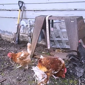 77K views · 1.1K reactions | Chicken Mating Rooster Crowing and Free Ranging #kuroiler #chicken #chickenlover #BarredPlymouthRock #mating #reelsvideo #reelsfypシ #reelsvideoシ #ostrich #ostrichfarm | Zalatt Organic Farm | Facebook