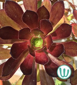 Aeonium Arboreum „Atropurpureum“ – lebende Sukkulente - Etsy.de