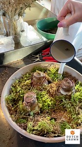 Grow Beautiful Amaryllis! | DutchGrown