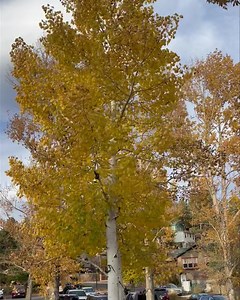 10K views · 277 reactions | The quaking Aspen | McGregor Mountain Lodge | Facebook